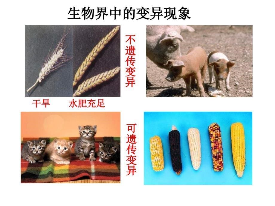 高一生物基因突变及其他变异课件_第5页