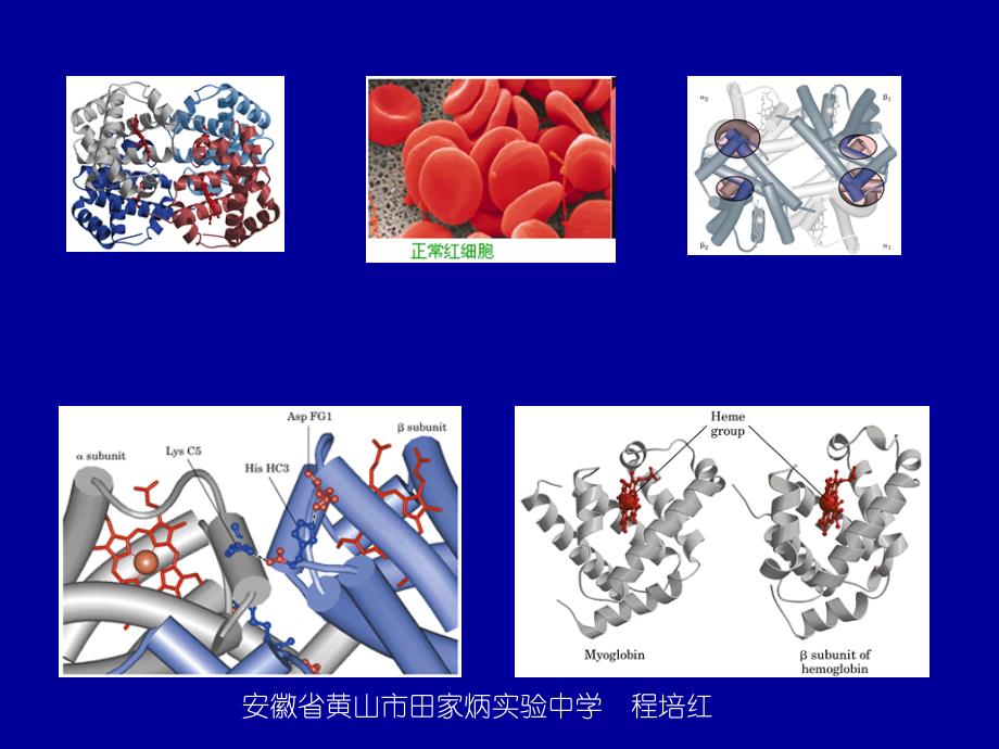 2018-2019学年人教版 选修1 第1章第3节生命的基础——蛋白质第1课时课件（15张）_第1页