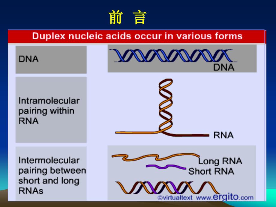 核酸的分子杂交-2_第3页