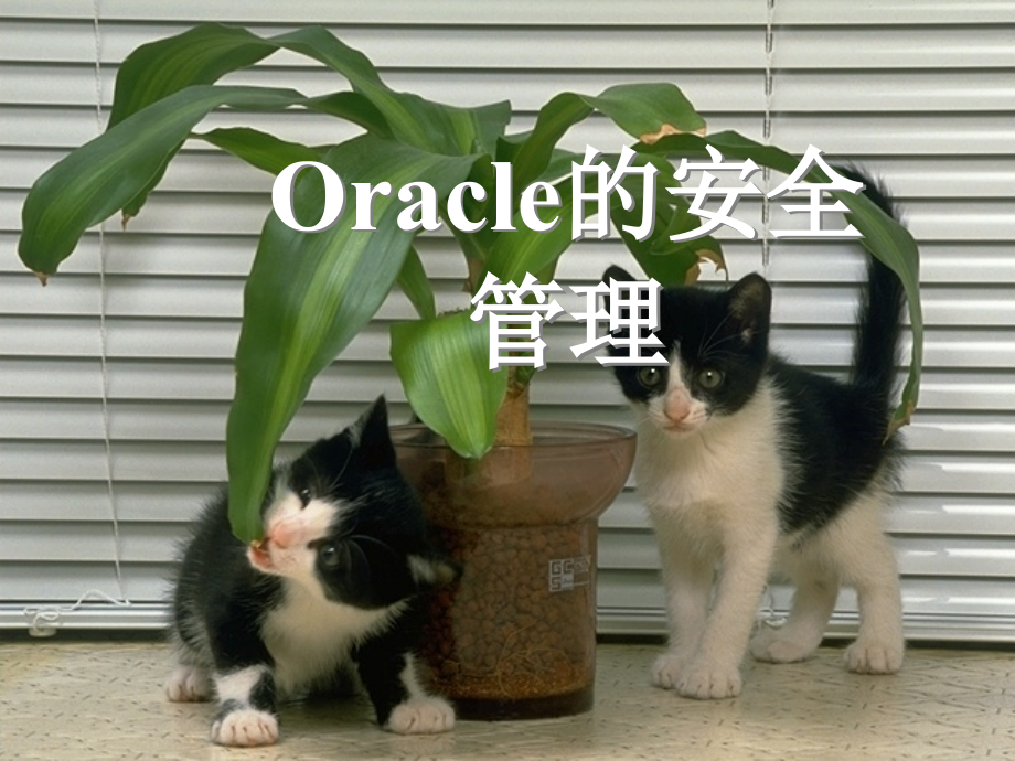 《oracle的安全管理》ppt课件_第1页