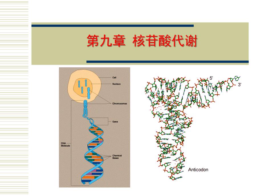 核酸的降解与核苷酸代谢-2_第1页