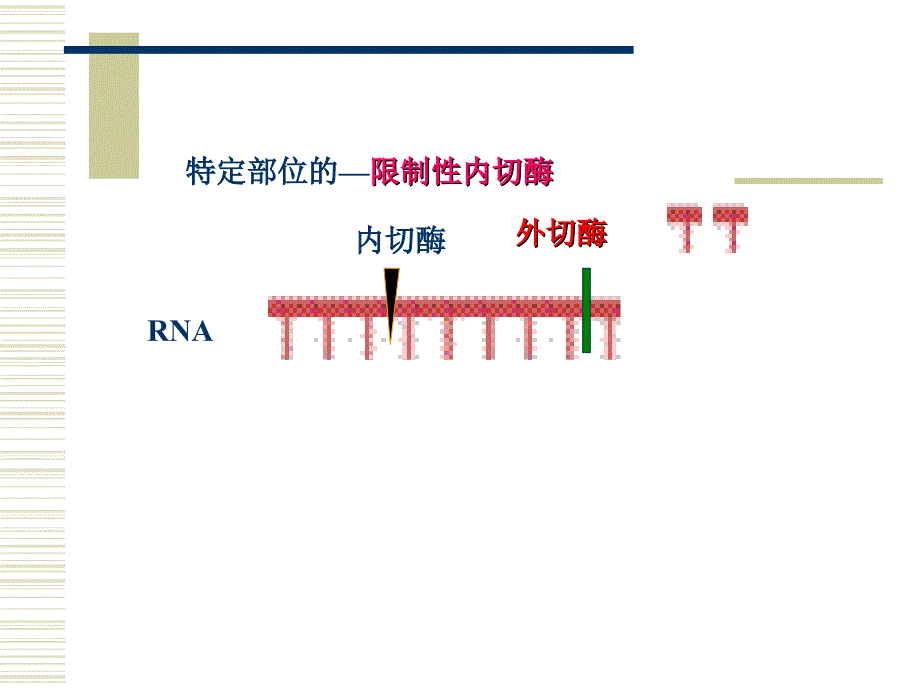 核酸的降解与核苷酸代谢-2_第3页