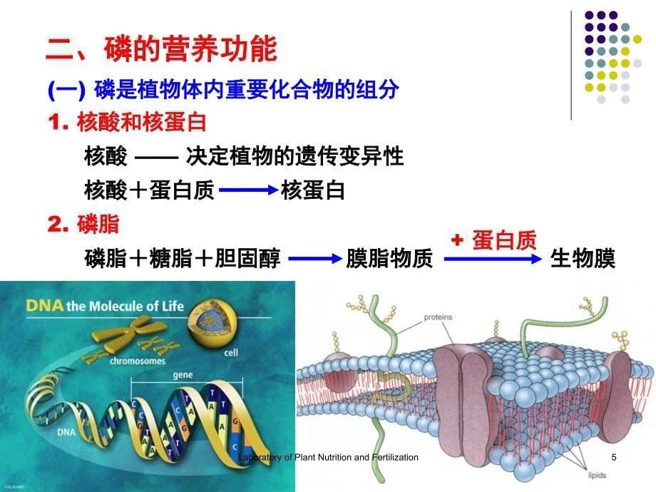 磷素营养与磷肥施用_第5页