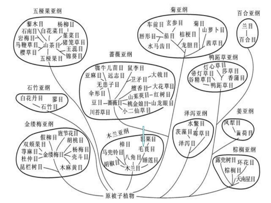 双子叶植物-毛茛科_第2页