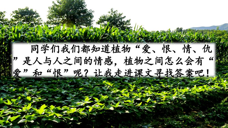 西师大版三年级语文下册7.植物之间的爱和恨课件_第1页