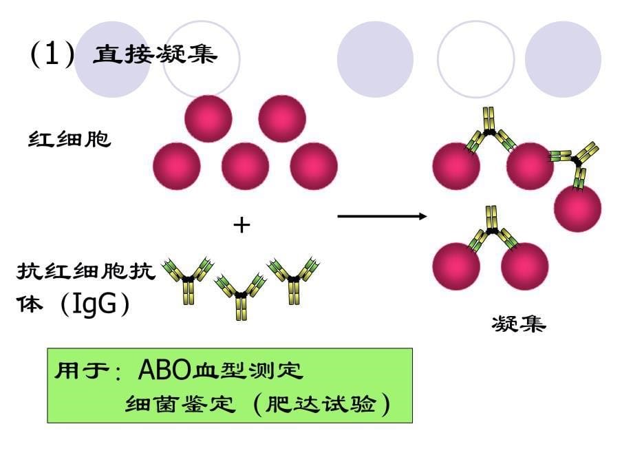 《疫学检测实验》ppt课件_第5页