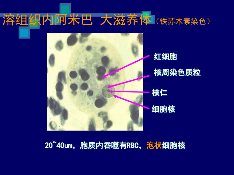 《原虫线虫实验》ppt课件_第3页