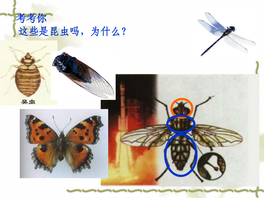 昆虫的生殖和发育讲课用_第1页