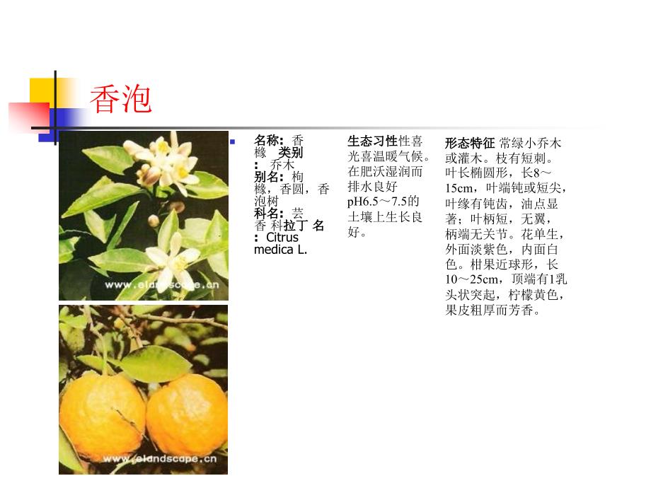 常用园林植物87种乔灌木_第4页