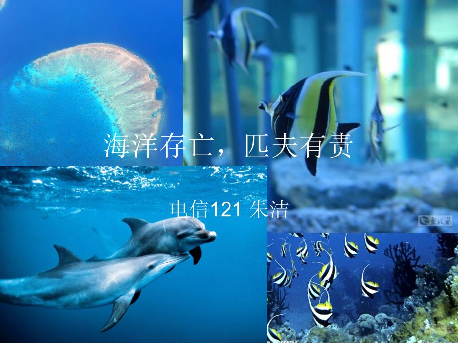 《海洋生物介绍》ppt课件_第1页