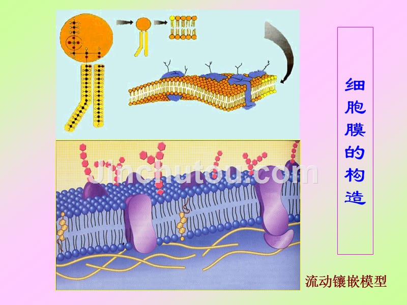 细胞结构与功能--教_第4页