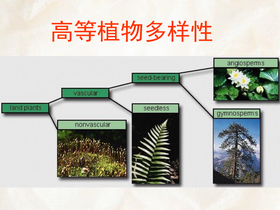 《苔藓蕨类恢复》ppt课件_第2页