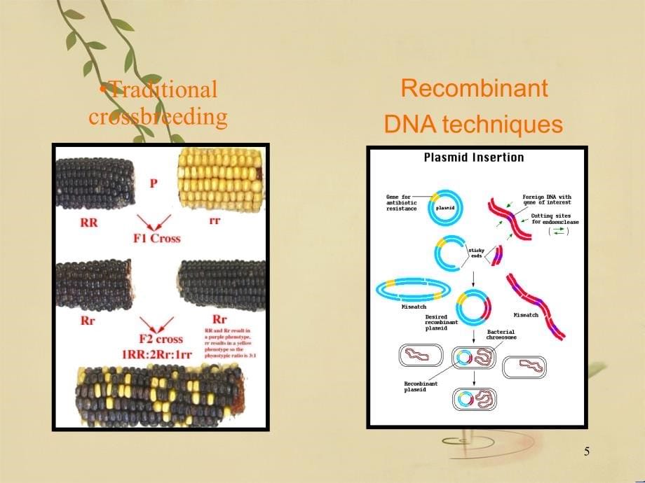 《植物的转基因技术》ppt课件_第5页