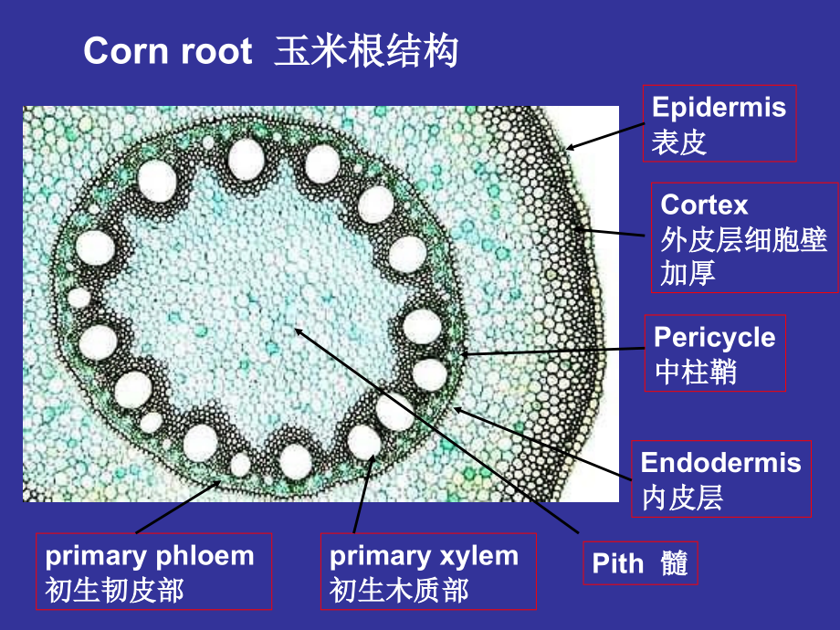 浙江大学2012植物学甲课件第03次课2008第54到_第1页