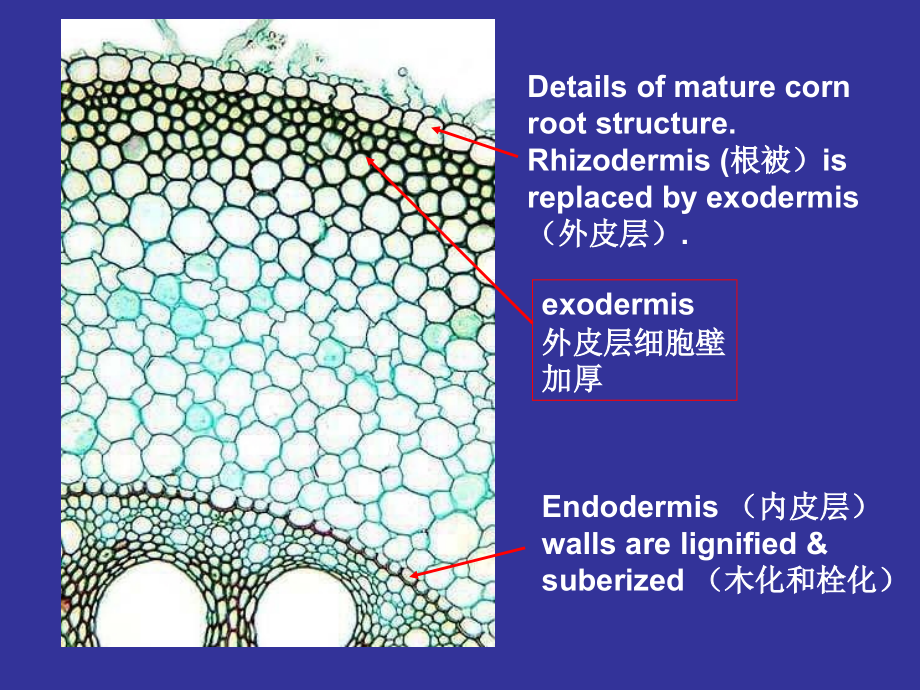 浙江大学2012植物学甲课件第03次课2008第54到_第2页