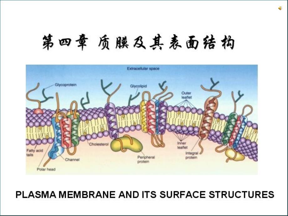 细胞表面改第五章跨膜运输改_第1页