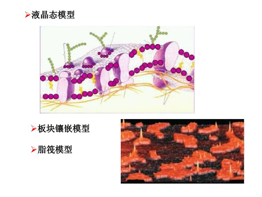 细胞4,细胞膜与细胞表面_第3页