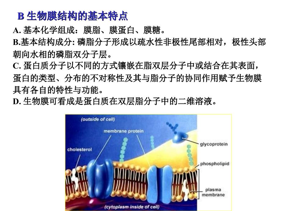 细胞4,细胞膜与细胞表面_第4页