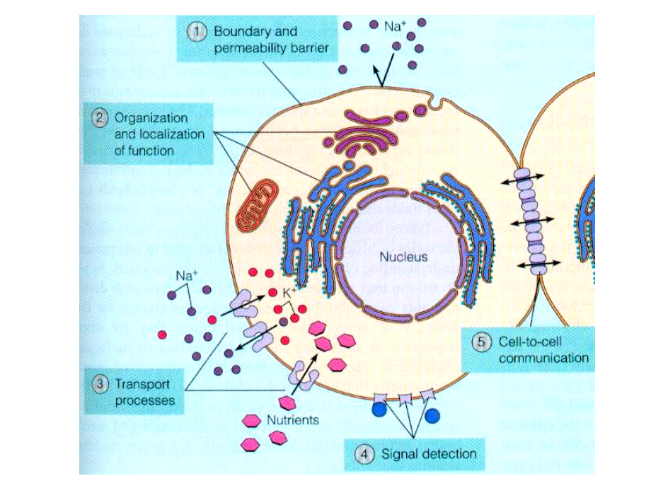 细胞质膜与细胞表面讲义_cell_membrane_and_cell_surfa_第3页