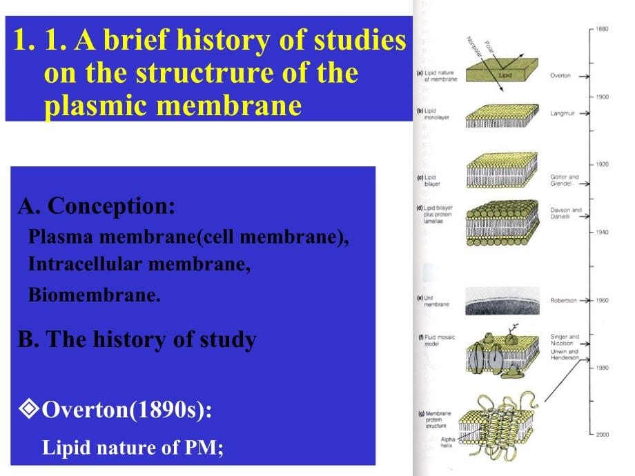 细胞质膜与细胞表面讲义_cell_membrane_and_cell_surfa_第5页