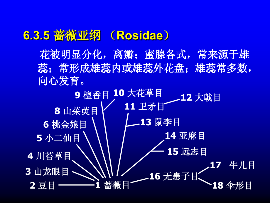 《被子植物蔷薇亚纲》ppt课件_第1页