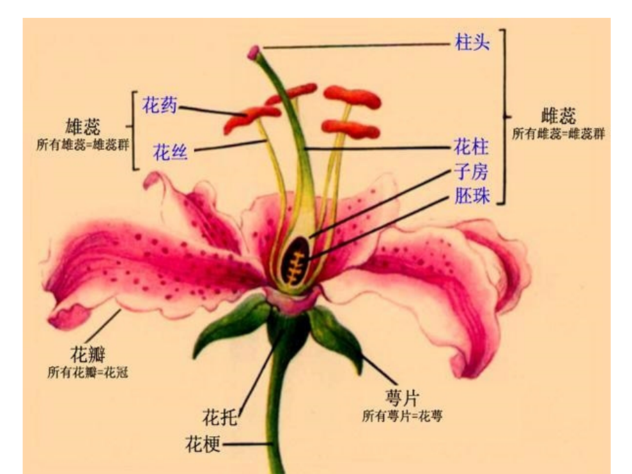 被子植物门细辛大黄_第4页