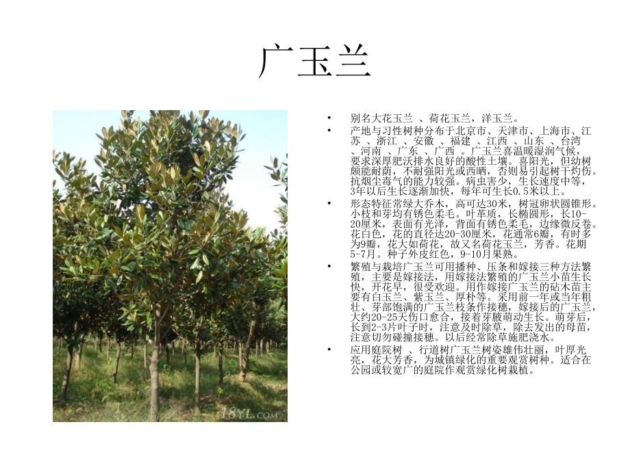 《浙江园林树种》ppt课件_第4页
