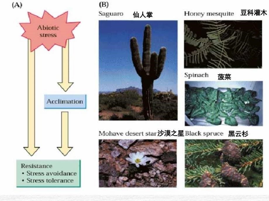 植物对逆境土壤的适应性_第5页