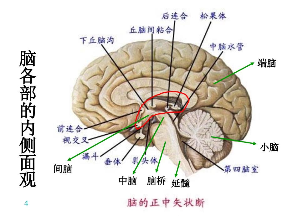 《讲脑与脑干》ppt课件_第4页