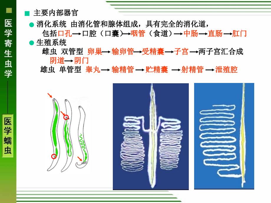 线虫概述、蛔虫、鞭虫、蛲虫_第3页