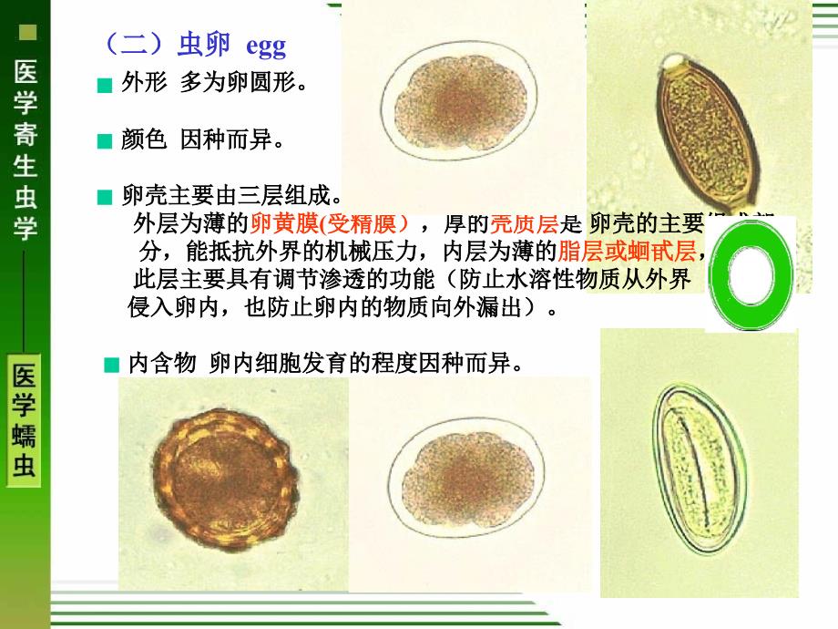 线虫概述、蛔虫、鞭虫、蛲虫_第4页