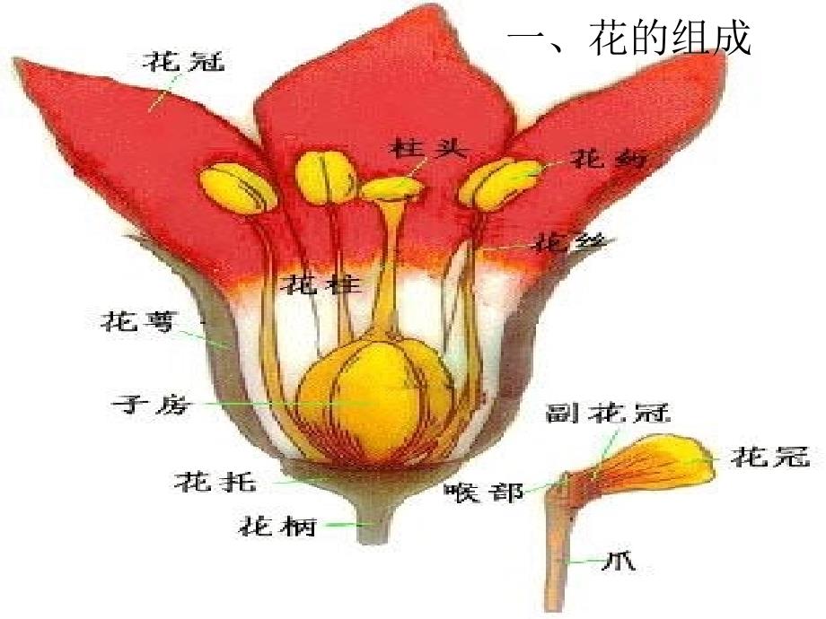 《花的形态和结构》ppt课件_第4页