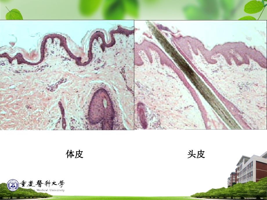 《皮肤组织胚胎学》ppt课件_第3页