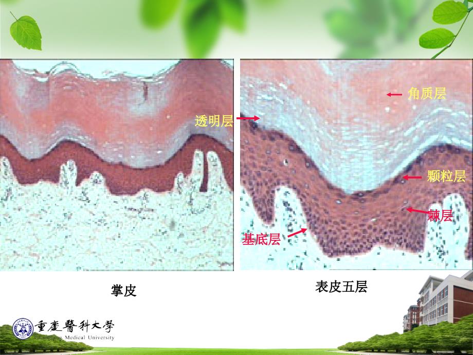 《皮肤组织胚胎学》ppt课件_第4页