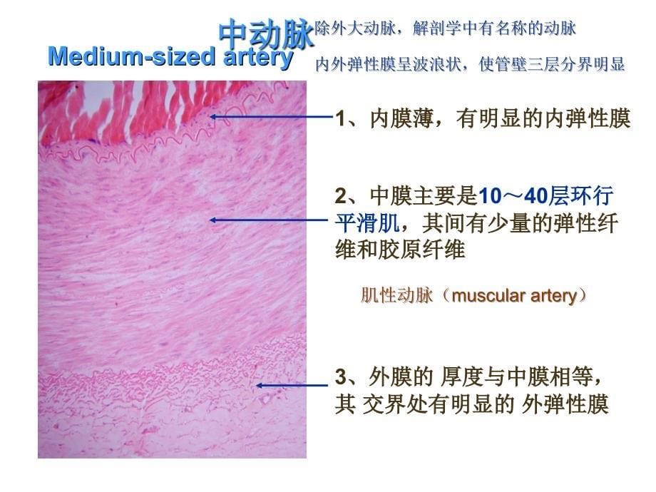 组胚第9章循环系统_第5页