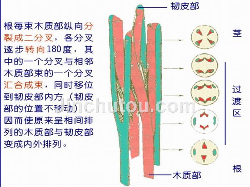 浙江大学2012植物学甲课件第06次课2008第01到_第2页