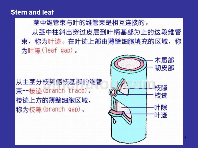 浙江大学2012植物学甲课件第06次课2008第01到_第3页