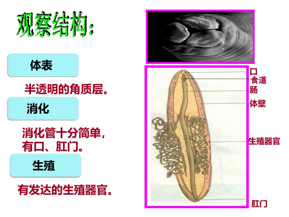 教材-线形动物和环节动物-佛山谢永红_第4页