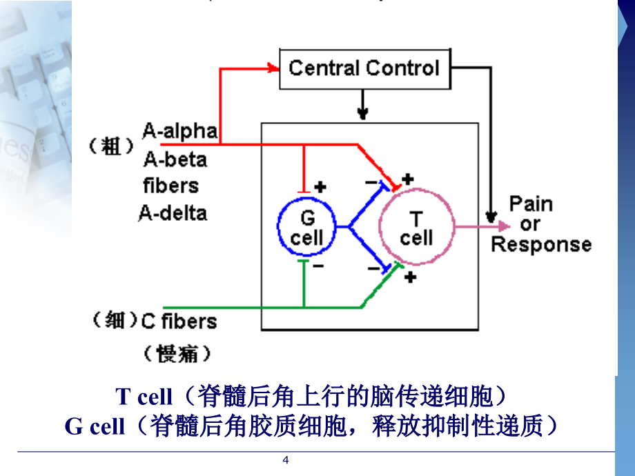 19  阿片类镇痛药、药物依赖性(2009)_第4页