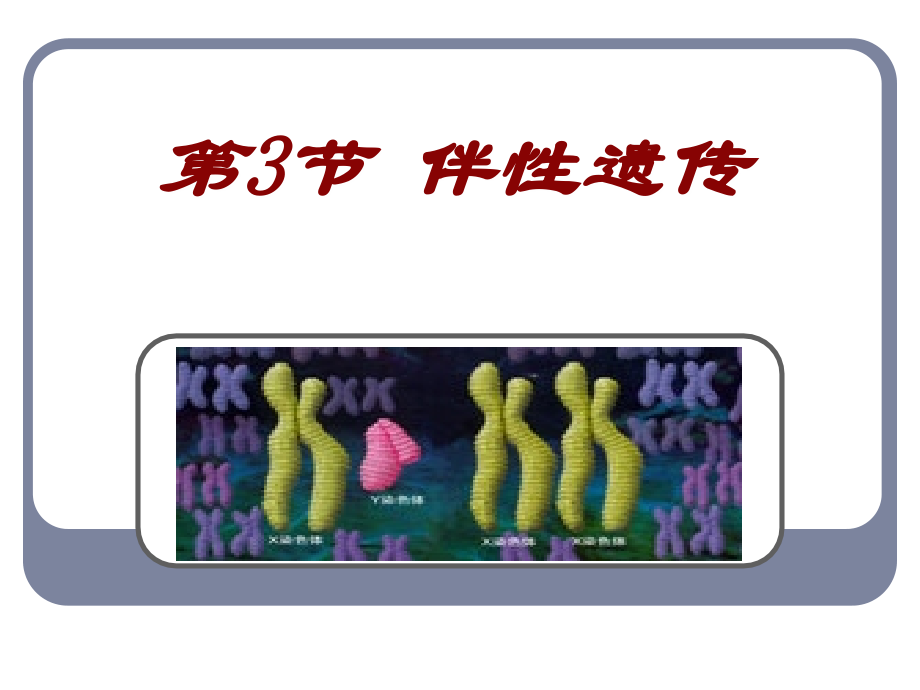 2.3伴性遗传刘思源_第2页