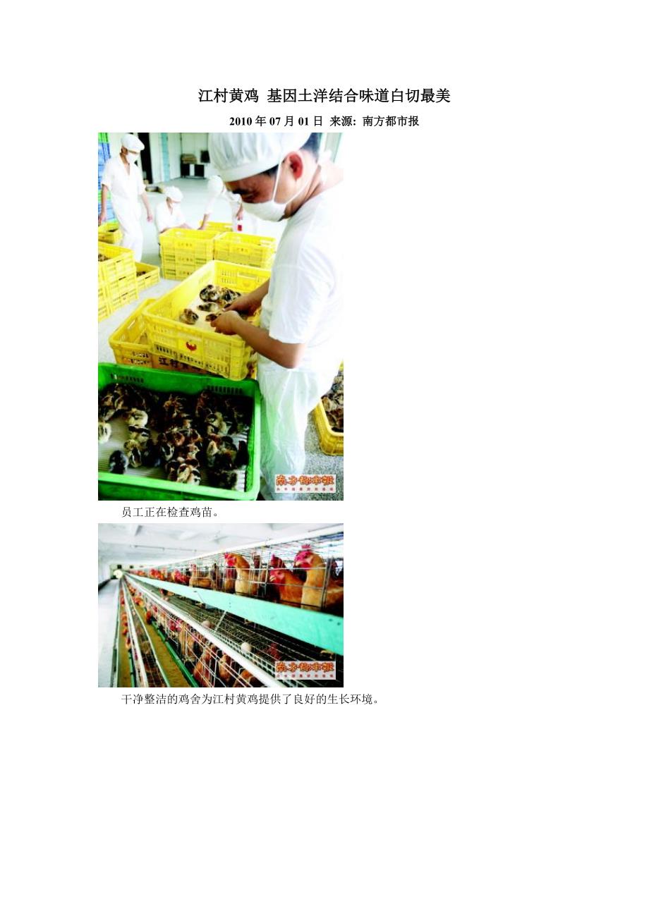 江村黄鸡基因土洋结合味道白切最美_第1页
