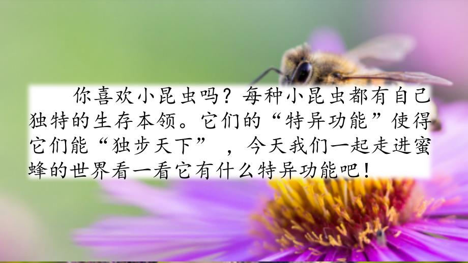 【人教部编版】三年级下语文《14 蜜蜂》优质公开课课件_第1页