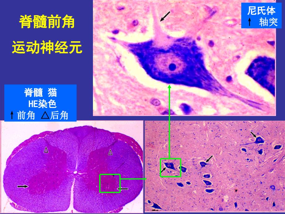 上海交通大学组织学及胚胎学神经组织_第2页