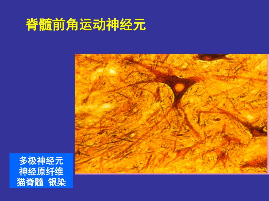 上海交通大学组织学及胚胎学神经组织_第3页