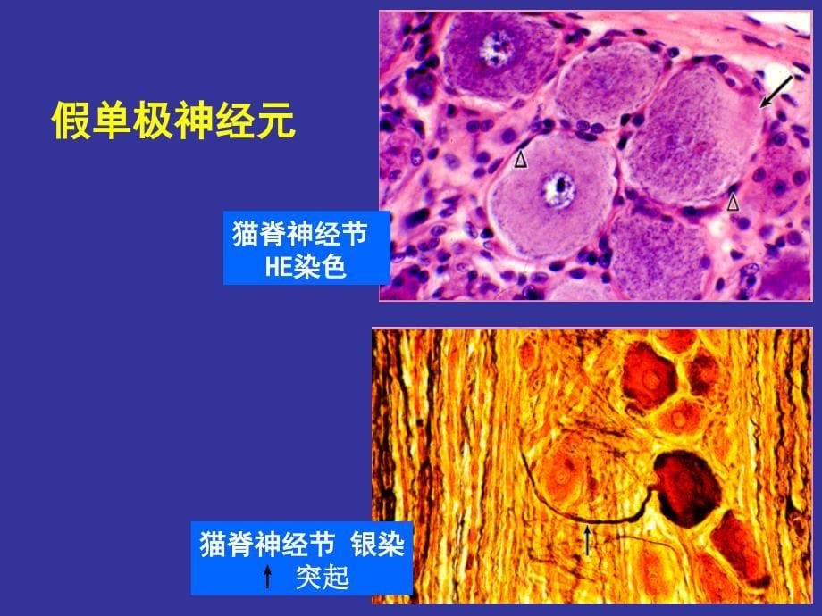 上海交通大学组织学及胚胎学神经组织_第5页