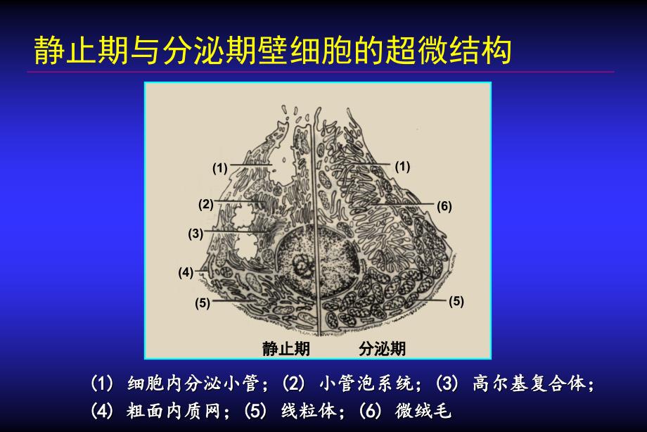 pp药理学基础_第4页