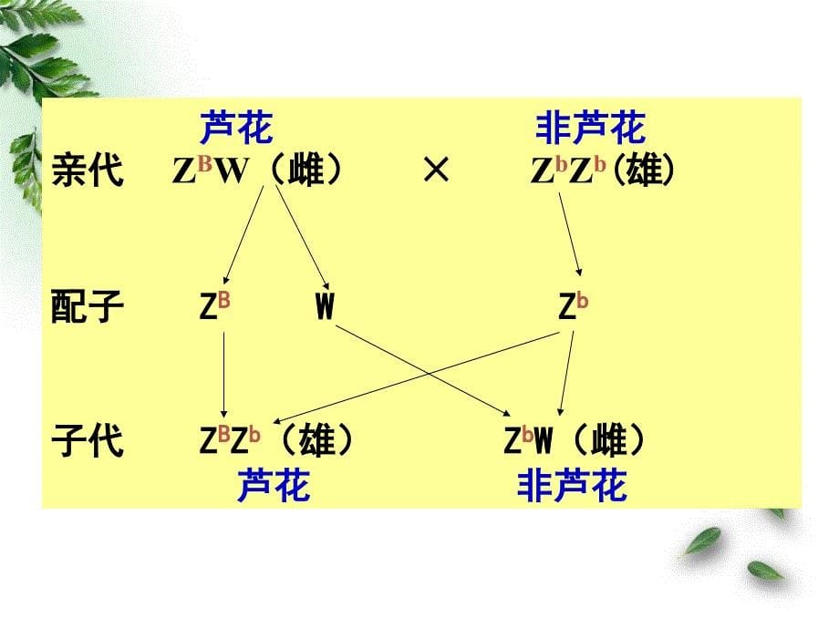 高三伴性遗传(习题课)_第5页