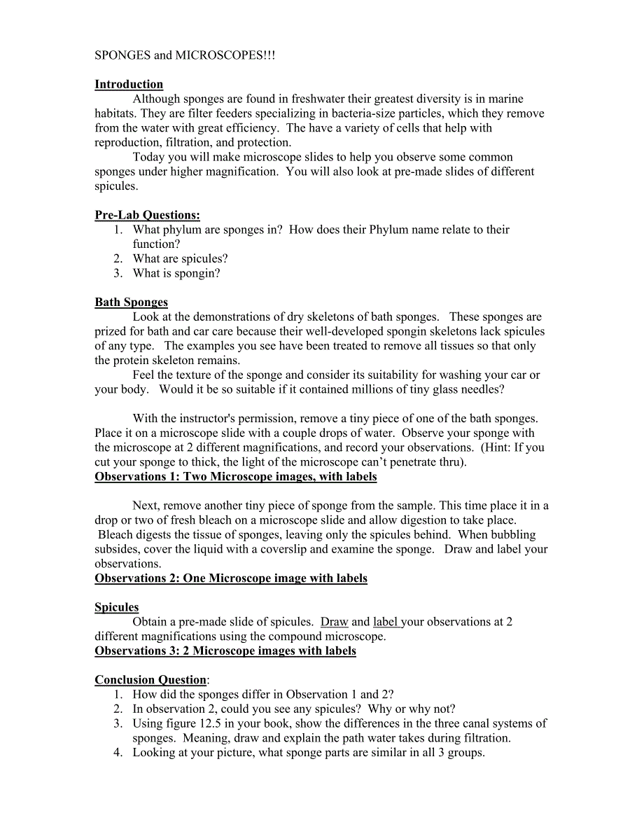 sponges and microscopes海绵和显微镜_第1页