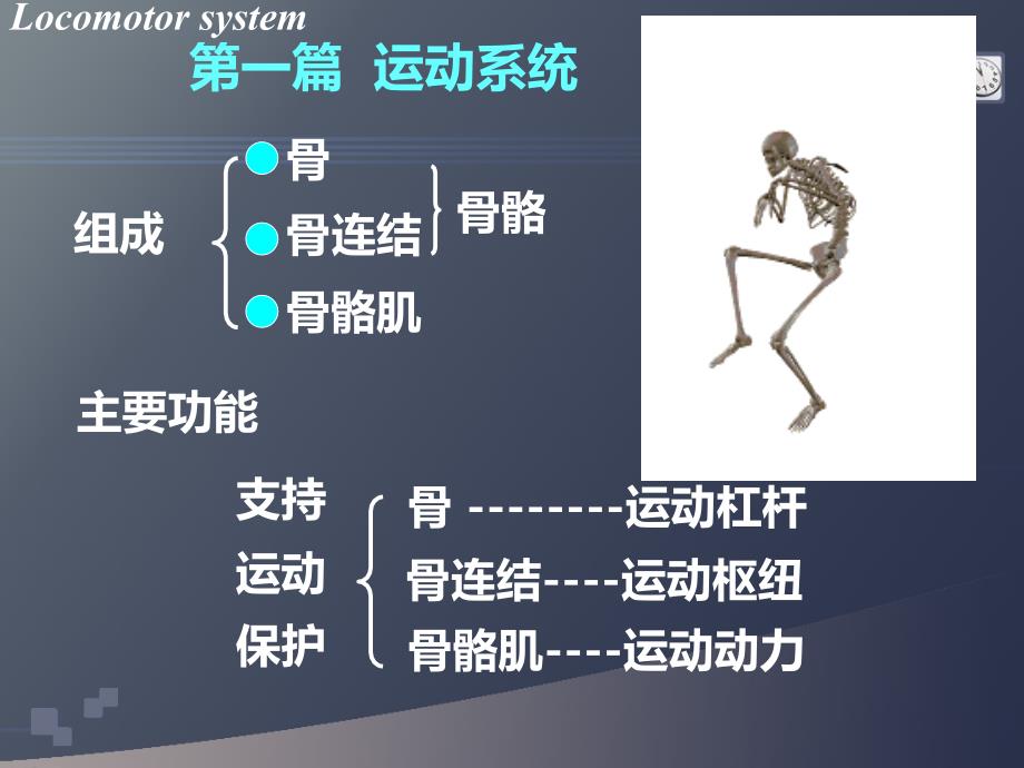 01骨概述_第1页