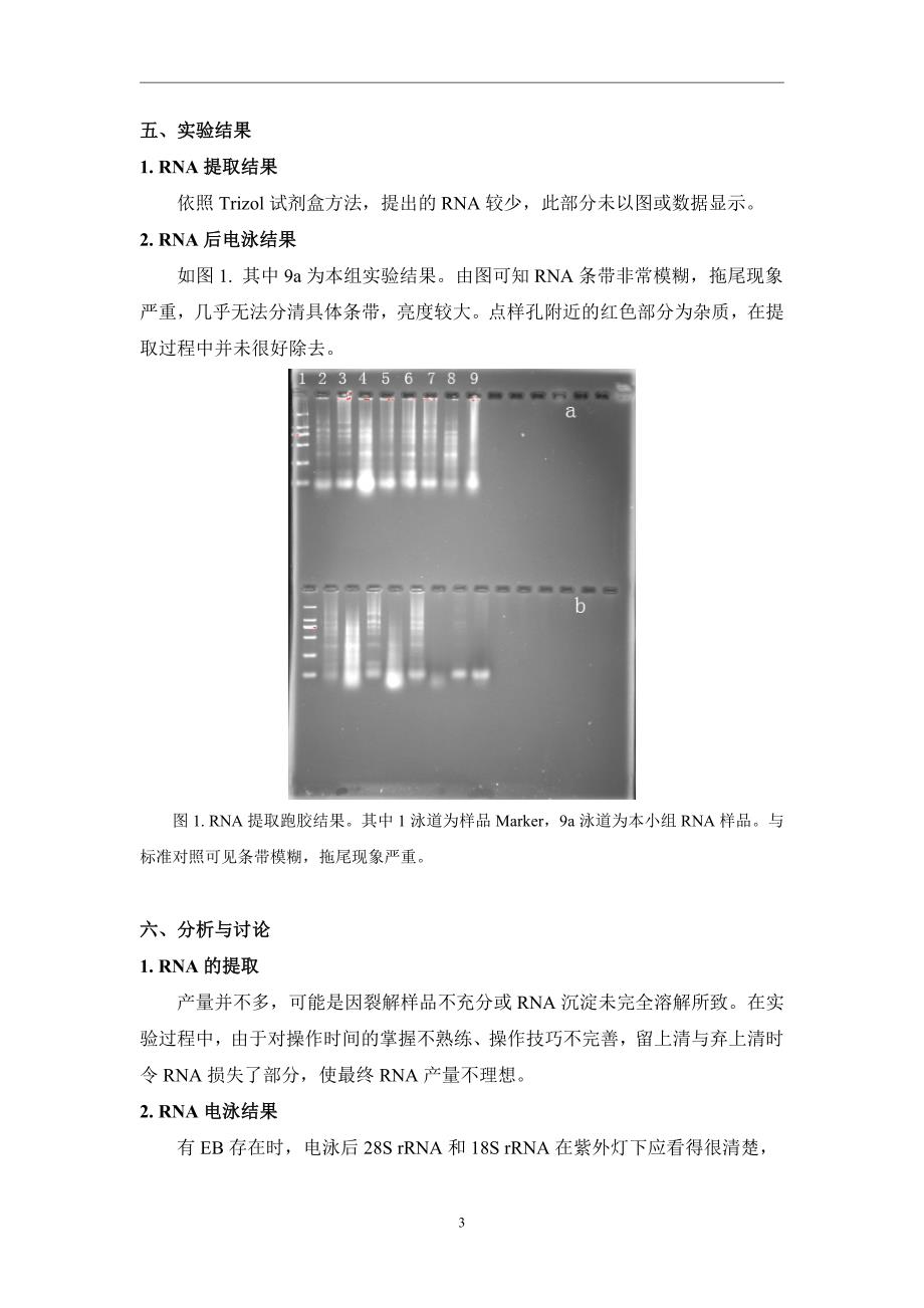 四川大学-生物技术-综合实验报告-学生版_第3页